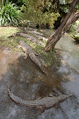0072 Cairns Tropical Zoo